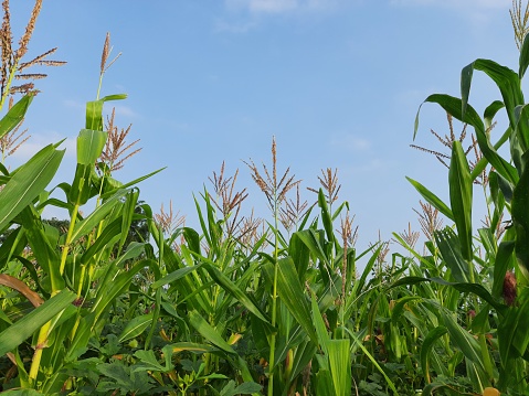 Corn Maize Agriculture Nature Field. Green corn field against blue sky, agricultural crop, corn cobs. corn plantation. \nMaize also known as corn. Corn Field Rural Farm. Green Corn Maize Plants In Cultivated Agricultural Field.