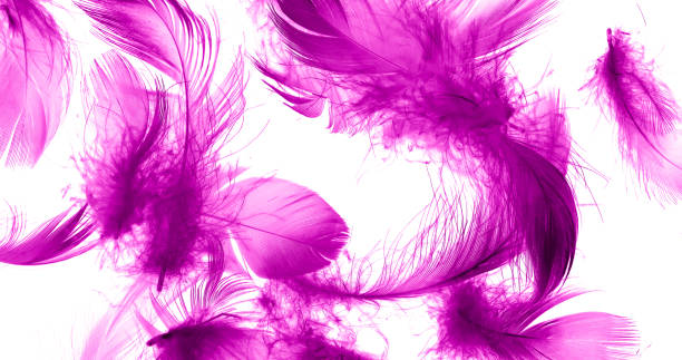 istock violet duck feathers on a white isolated background 1422287395