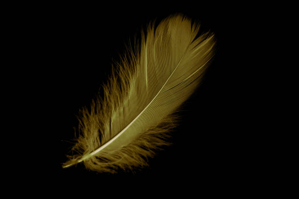 istock gold feather goose on a black isolated background 1422287486