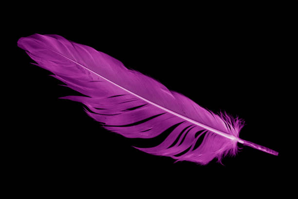 istock violet feather goose on a black isolated background 1422287713