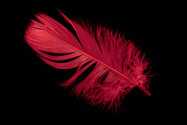 istock a red goose feather on a black isolated background 1422288003