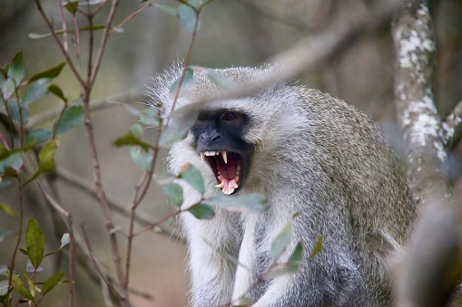 A single vervet monkey, primate sitting on a branch, screaming with his teeth exposed
