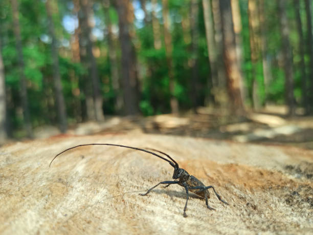 Rhinoceros beetle, Rhino beetle, Hercules beetle, Unicorn beetle on wood in forest
