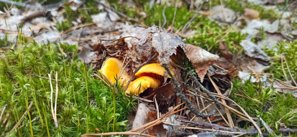 cogumelo de chanterelle na floresta de perto. ingrediente alimentar - 16666 - fotografias e filmes do acervo