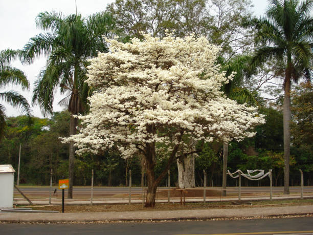 A plant of the Tabebuia roseoalba with white flowers, the sparse canopy, relatively thin trunk and branches, upright branching structure, and the broad, round form. stock photo