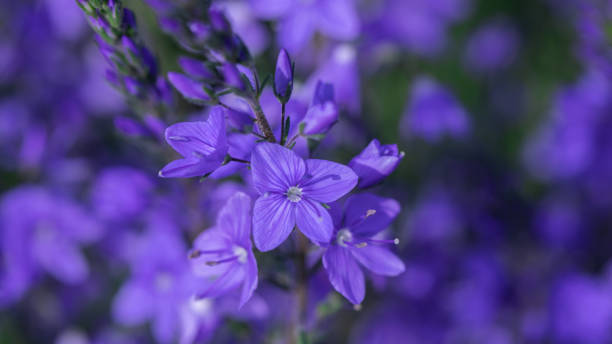 istock Beautiful blue floral background. 1422295553