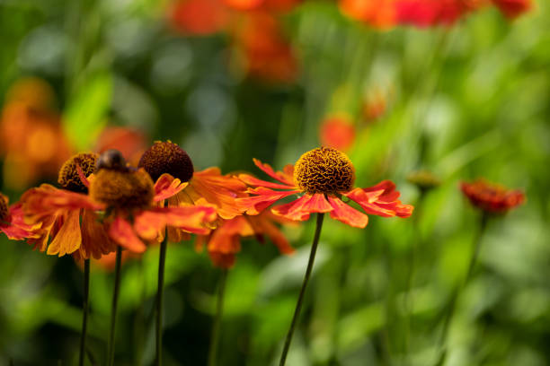istock Beautiful autumn orange flowers. 1422295609