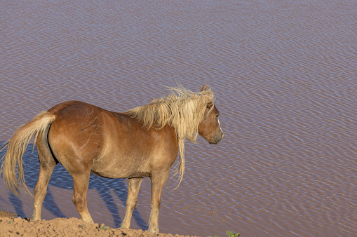 a wild horse at a Wyoming desert waterhole in summer
