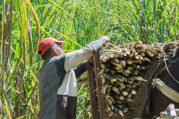 muattiere che lavora sotto il sole di una giornata estiva, caricando il suo mulo con la canna da zucchero appena tagliata, pronta per essere trasformata in panela. uomo della riserva indigena di escopetera e pirza al lavoro. - il formaggio di coltivatore foto e immagini stock