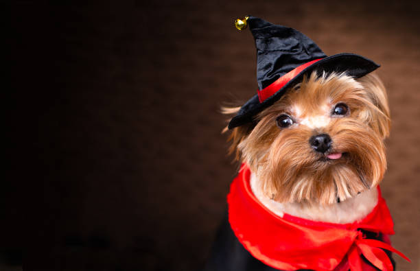 istock Fanny yorkshire terrier wearing helloween witch's hat and clobuk. 1422296840
