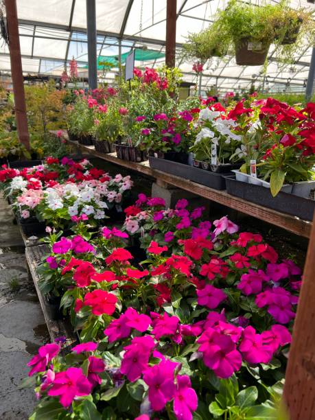 istock Beautiful plants and flower in nursery 1422300862
