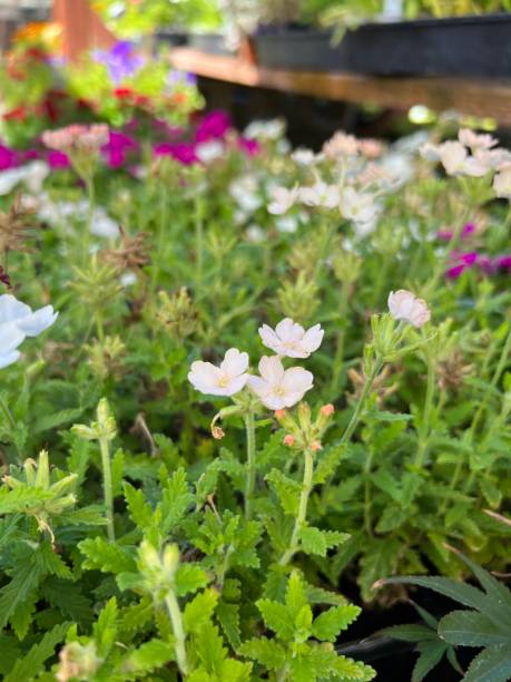 istock Beautiful flowers and plants in nursery 1422300908