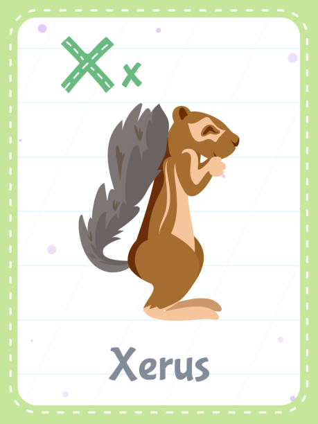 Alphabet printable flashcard with letter X and xerus animal Alphabet printable flashcard with letter X. Cartoon cute xerus animal and english word on flash card for children education. School memory card for kindergarten kids flat vector illustration. african ground squirrel stock illustrations