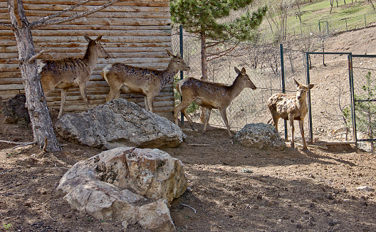 Deers in Altınkoy Ankara