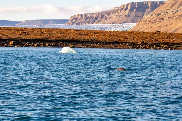 BNarwhal and iceberg in Croker Bay, Devon Island, Nunavut, Canada stock photo