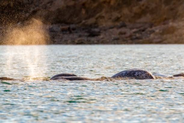데본 섬, 누나부트, 캐나다에서 나르왈 포드의 폭발 - 일각돌고래 뉴스 사진 이미지