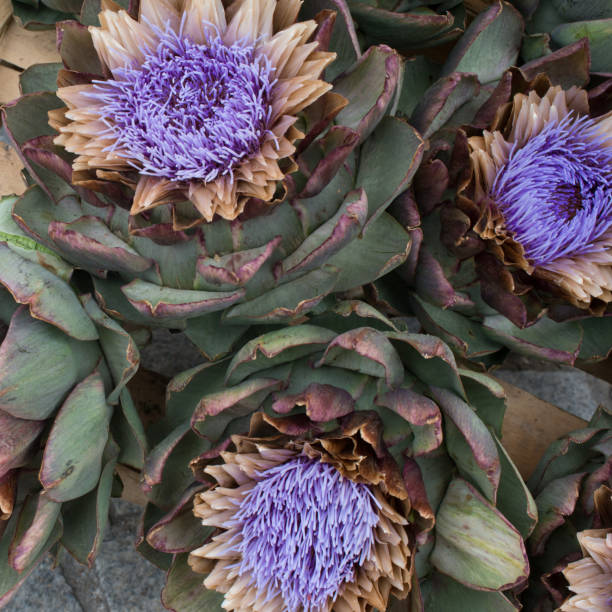 istock Artichoke plant in bloom. Three flowers 1422304603