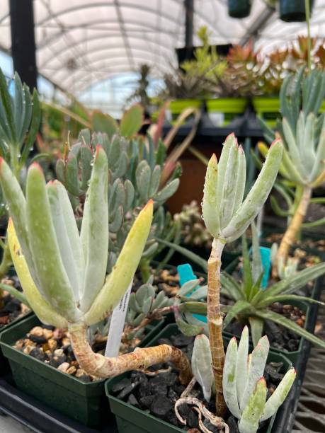 istock Cactus and succulents in nursery 1422304975