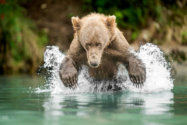 istock Brown Bear Fishing for Salmon 1422305873