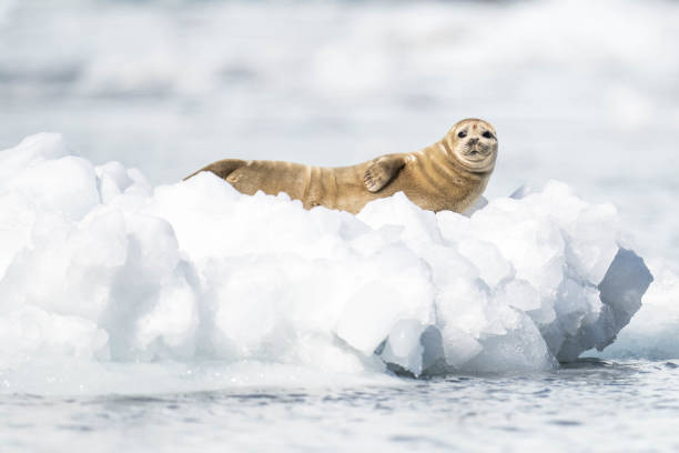 A harbor seal floats on a piece of iceberg that calved from a nearby glacier in the Kenai Fjords of Alaska