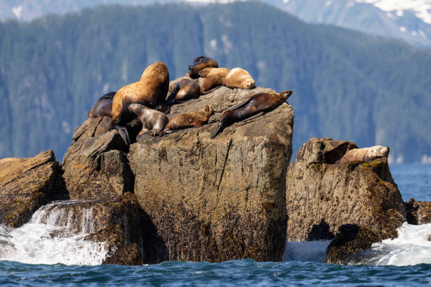 istock Stellers Sea Lions - 2-553 1422305926
