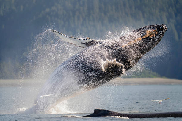 Humpback Whale-2-1055 A humpback whale breaches out of the water, creating a big splash that can be heard underwater from long distances. whale jumping stock pictures, royalty-free photos & images