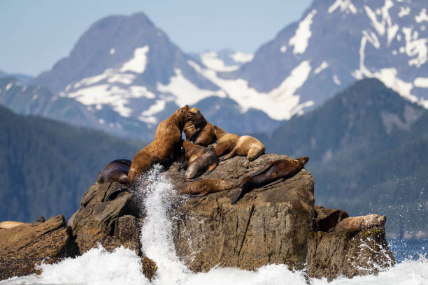 istock Steller Sea Lion - 2-683 1422306016
