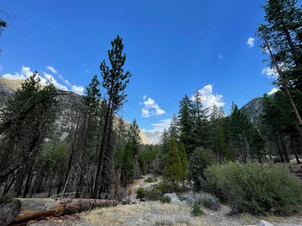 Canyon in alpine forest