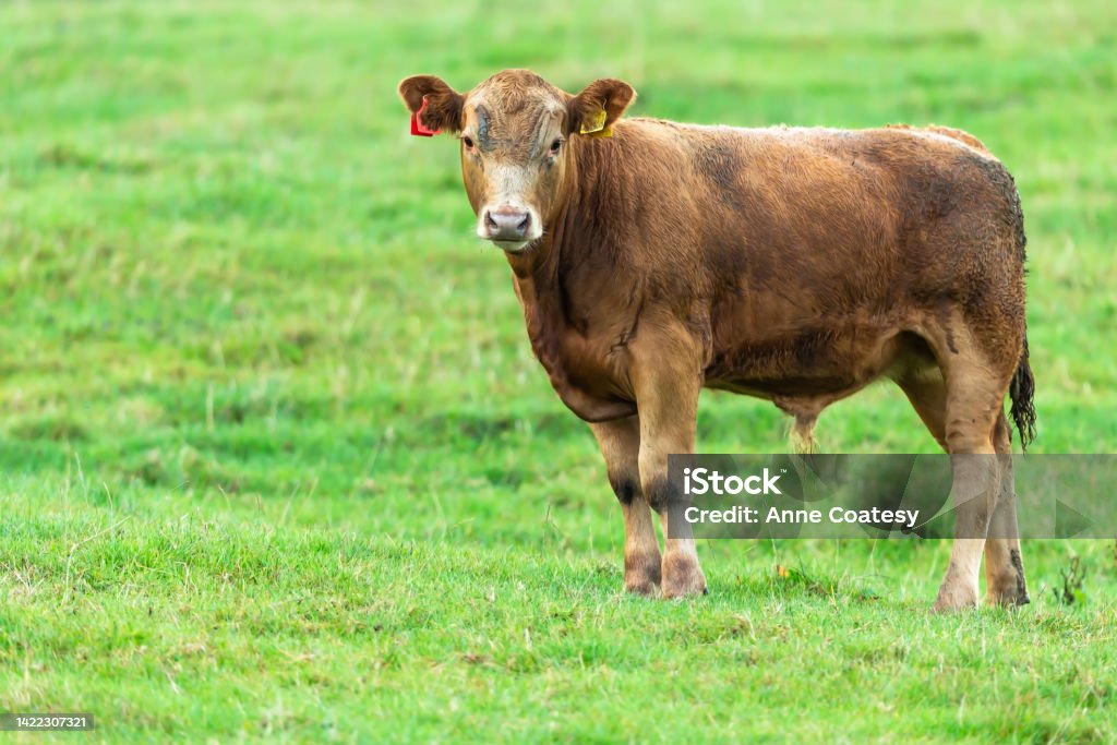 Close up of a young brown male calf or bullock facing front in green field.  Clean background with space for copy.  North Yorkshire, UK. Close up of a young brown male calf or bullock facing front in green field.  Clean background with space for copy.  North Yorkshire, UK. Horizontal. Cow Stock Photo