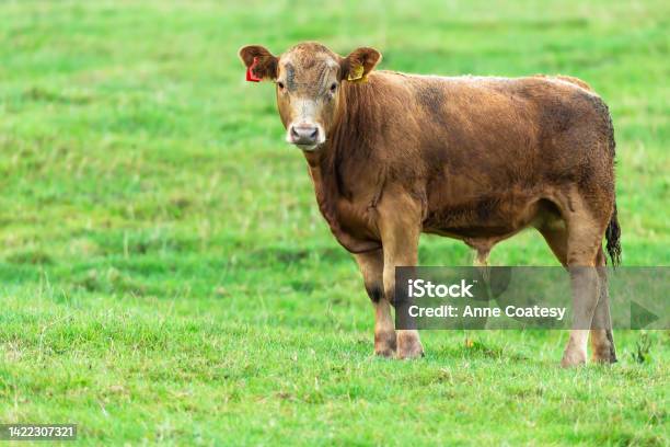 Close Up Of A Young Brown Male Calf Or Bullock Facing Front In Green Field Clean Background With Space For Copy North Yorkshire Uk Stock Photo - Download Image Now