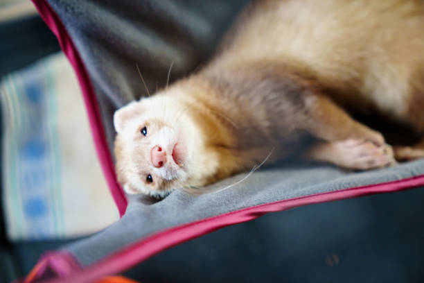istock the red-haired domestic ferret ilies in a hammock. 1422307821