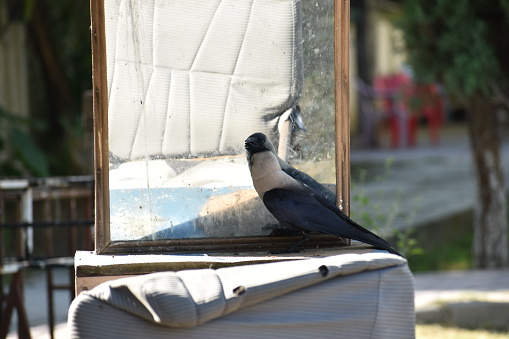 The crow mistook itself for another crow in the mirror. The Crow