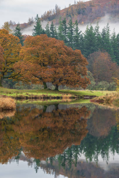 Beautiful Autumn landscape image of River Brathay in Lake District lookng towards Langdale Pikes with fog across river and vibrant woodlands stock photo