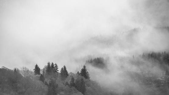 Black and white Beautiful misty Winter landscape drifting through trees on slopes of Ben Lomond in Scotland