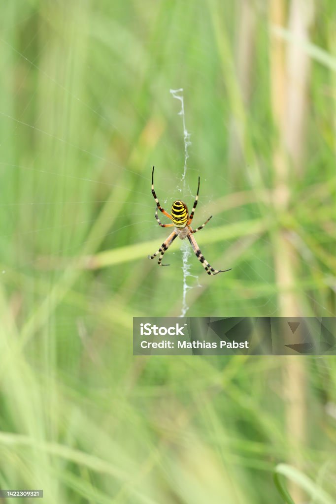 A wasp spider in a large web on a background of green grass on a sunny day. Argiope bruennichi. Animal Stock Photo