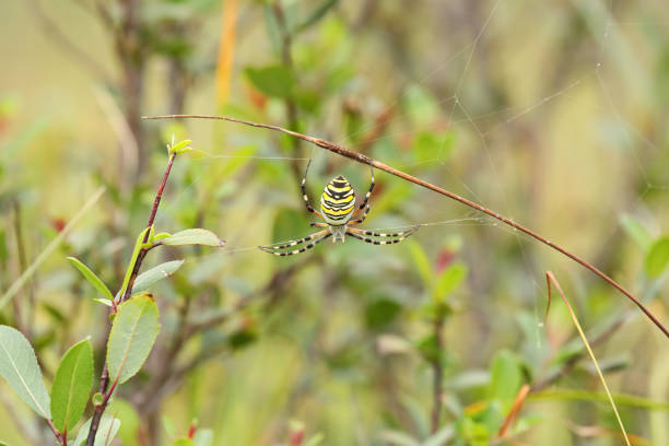 Close-up of a wasp spider (Argiope bruennichi) in its web with a captured prey item wrapped in silk, while a small fly is feeding on the catch.