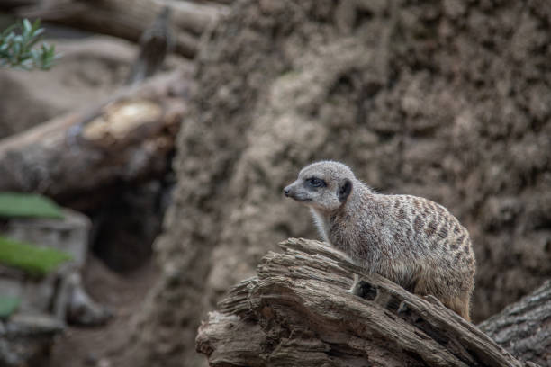 istock Meerkat - Suricata suricatta 1422309493