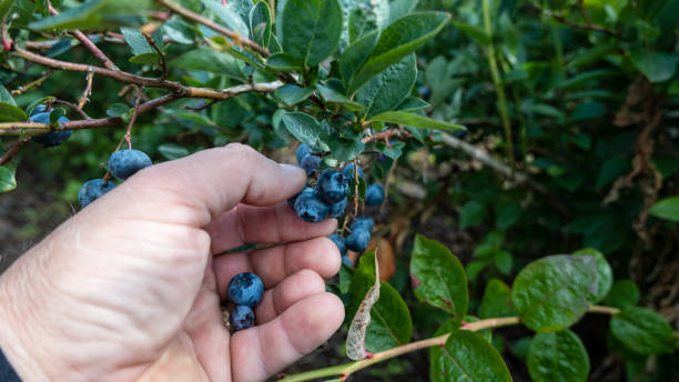 istock Large, ripe cultivated blueberries. A man is picking berries from a bush 1422310793