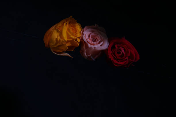 istock Flower head of rose isolated on a black background. 1422314087