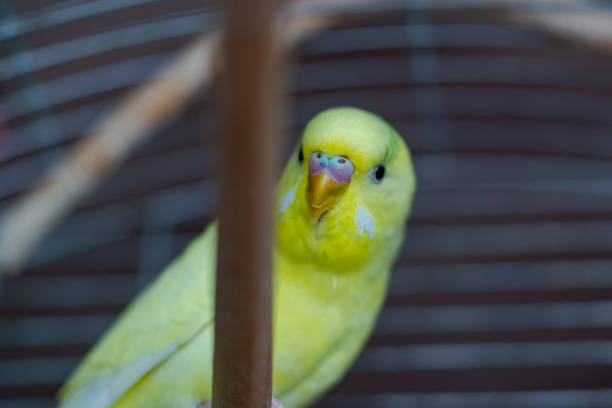 istock Yellow budgerigar in a cage. Bird in captivity, parrot breeding. 1422317503