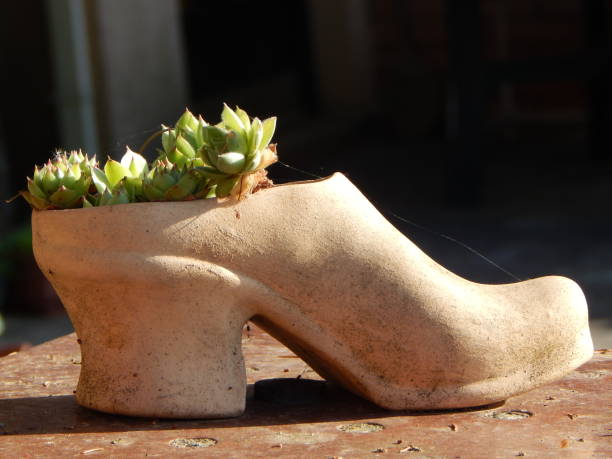 Houseleek in vintage shoe planter, closeup