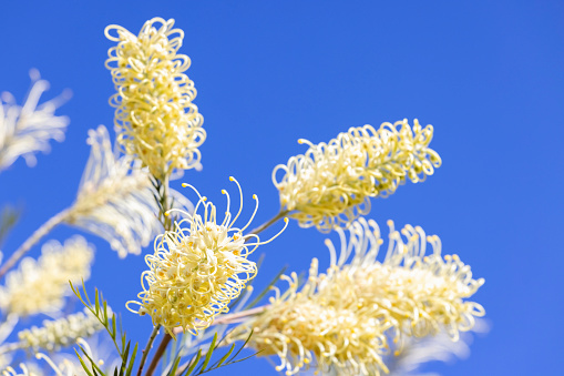 White Grevillea Moonlight flower, nature background with copy space, full frame horizontal composition
