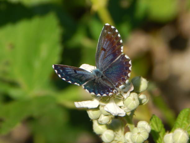 istock Adorable Chequered Blue (Scolitantides orion), butterfly with  chequered fringes 1422318755