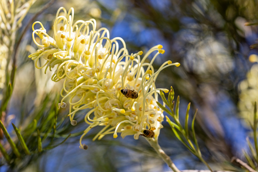 White Grevillea Moonlight flower with bees pollinating the flower, nature background with copy space, full frame horizontal composition