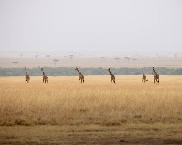 istock Giraffes on the plains of Kenya 1422322500