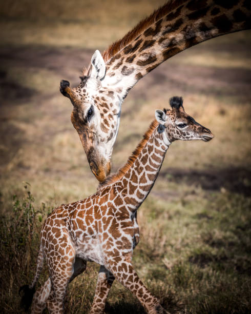 istock Mother giraffe with her calf 1422322631