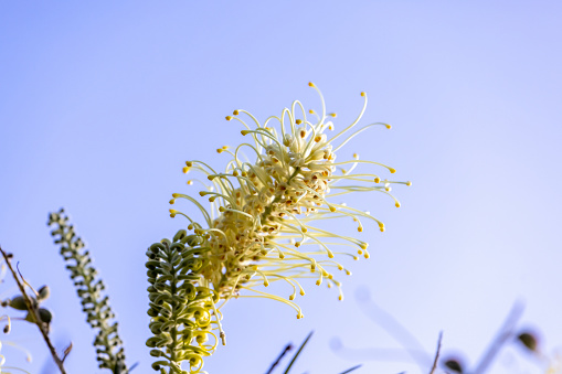 White Grevillea Moonlight flowers, nature background with copy space, full frame horizontal composition