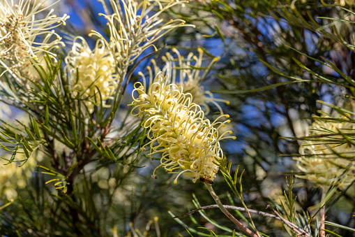White Grevillea Moonlight flowers, nature background with copy space, full frame horizontal composition