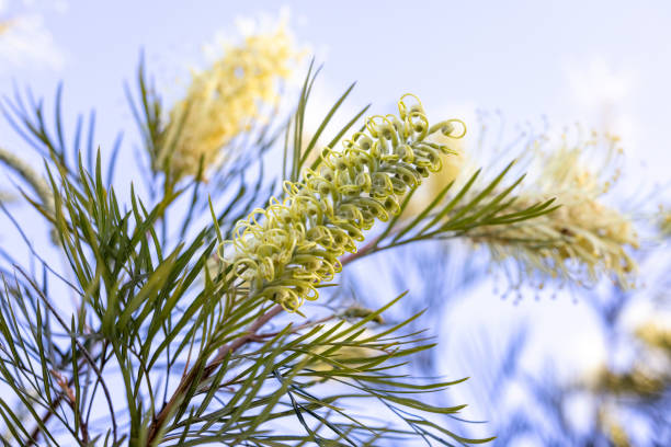 istock White Grevillea Moonlight flowers, nature background with copy space 1422323946
