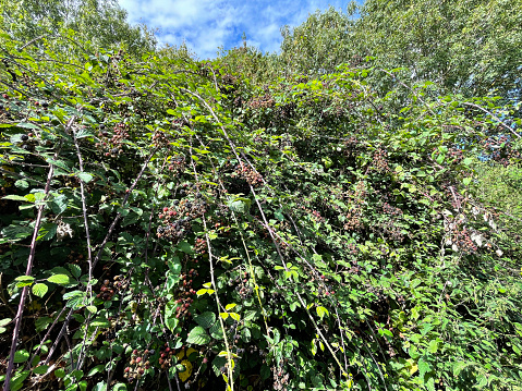 Stock photo showing wild blackberries fruiting during the late summer months. These blackberry plants are growing in a wild hedgerow, being covered with their rich ripe black fruits, ready to be picked by people or hungry birds.
